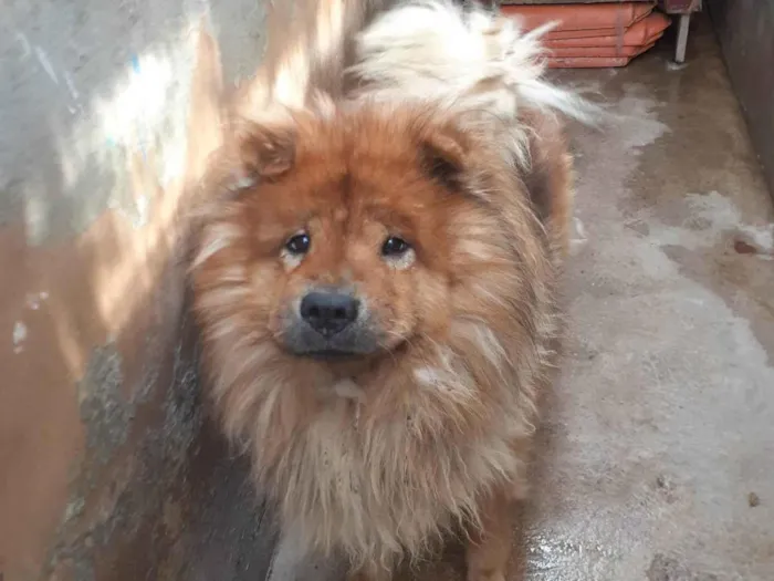 Cachorro ra a Chow chow  idade 6 ou mais anos nome Sheik