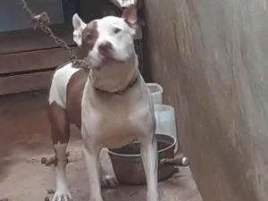 Cachorro raça Pit-Bull idade 6 ou mais anos nome Zeus