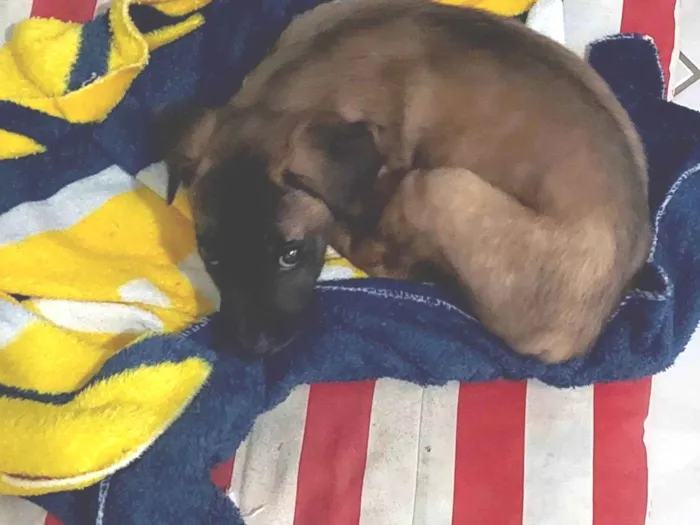 Cachorro ra a Sem raça definida  idade 2 a 6 meses nome Sem nome