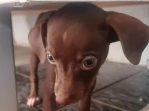 Cachorro raça SRD-ViraLata idade Abaixo de 2 meses nome Aisha