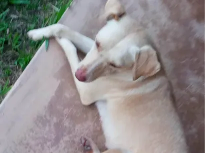 Cachorro raça SRD-ViraLata idade  nome Sem nome