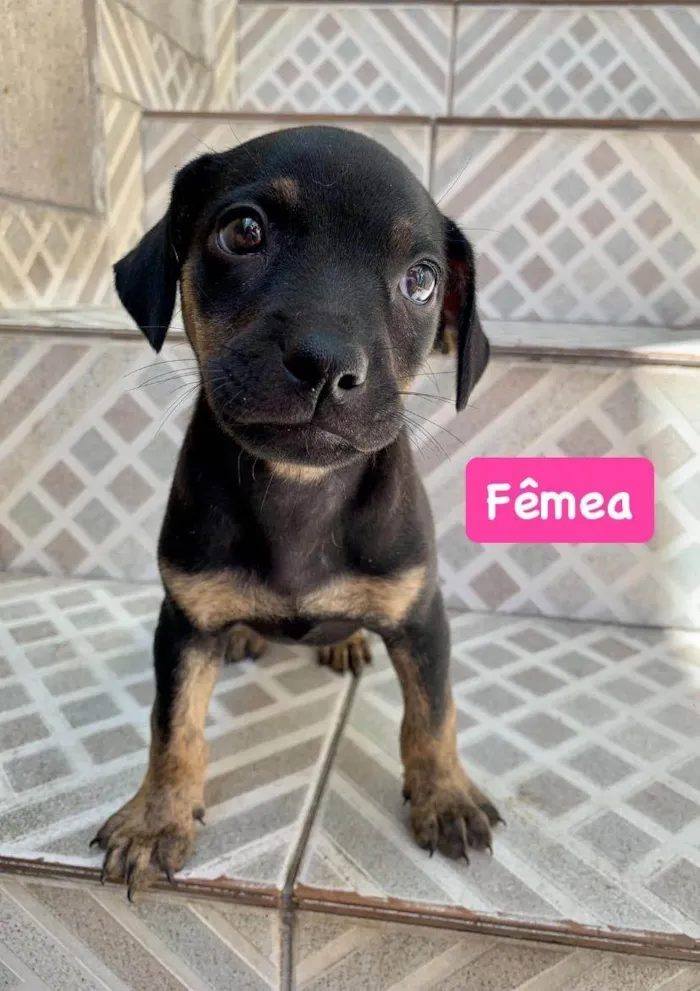 Cachorro ra a SRD-ViraLata idade Abaixo de 2 meses nome Berenice - Berê