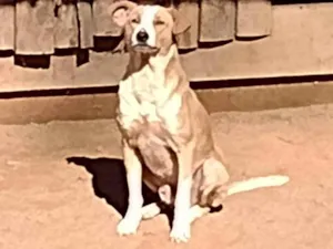 Cachorro raça SRD-ViraLata idade 5 anos nome Max