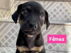 Cachorro raça SRD-ViraLata idade Abaixo de 2 meses nome Berenice - Berê