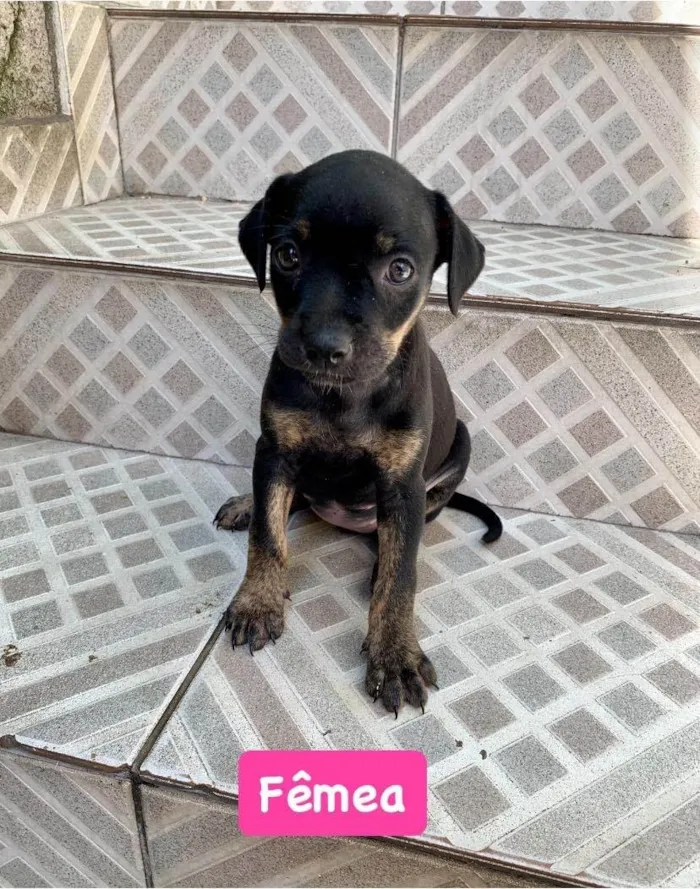 Cachorro ra a SRD-ViraLata idade Abaixo de 2 meses nome Polly