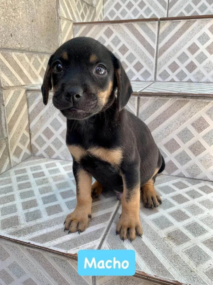 Cachorro ra a SRD-ViraLata idade Abaixo de 2 meses nome Chivas