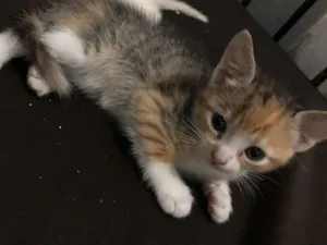 Gato raça  idade Abaixo de 2 meses nome Gatinhos para doação 