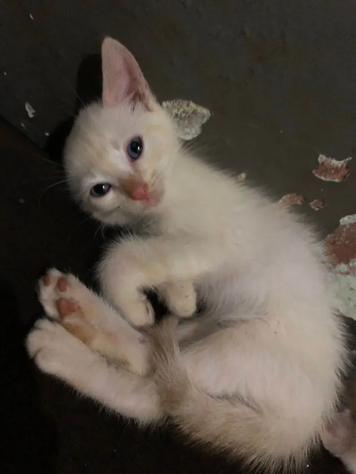 Gato ra a  idade Abaixo de 2 meses nome Gatinhos para doação 