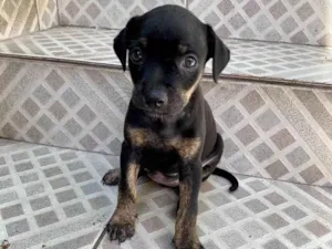Cachorro raça SRD-ViraLata idade Abaixo de 2 meses nome Polly