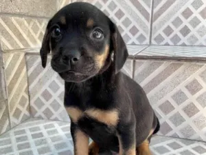 Cachorro raça SRD-ViraLata idade Abaixo de 2 meses nome Chivas