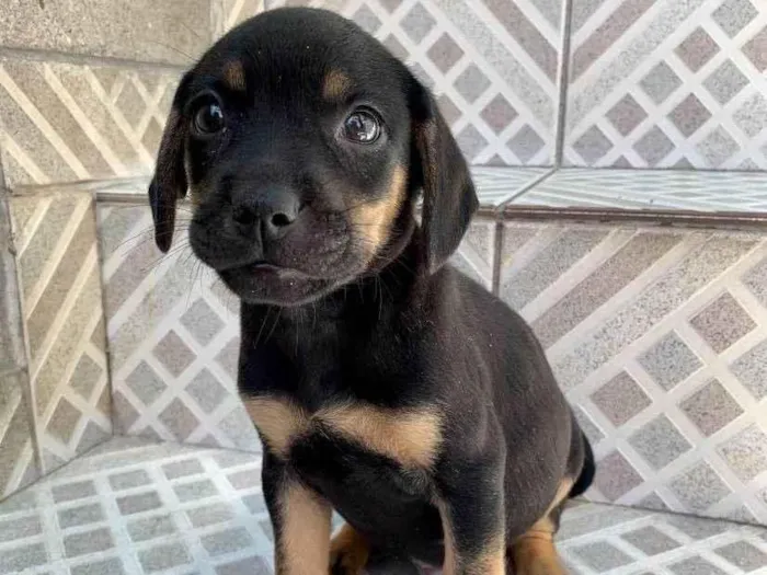 Cachorro ra a SRD-ViraLata idade Abaixo de 2 meses nome Chivas