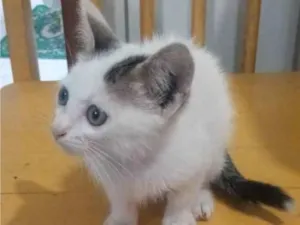 Gato raça SRD-ViraLata idade 2 a 6 meses nome Nãni