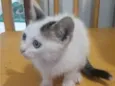 Nãni