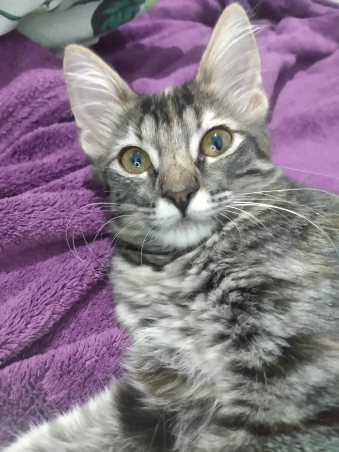 Gato ra a Srd idade 2 a 6 meses nome Pompom