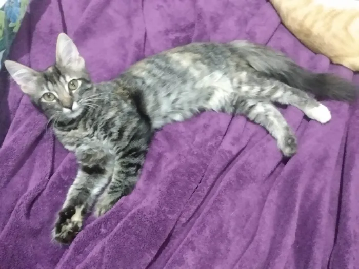 Gato ra a Srd idade 2 a 6 meses nome Pompom