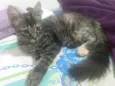 Pompom