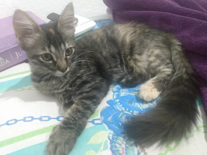 Gato ra a Srd idade 2 a 6 meses nome Pompom
