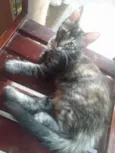 Pompom