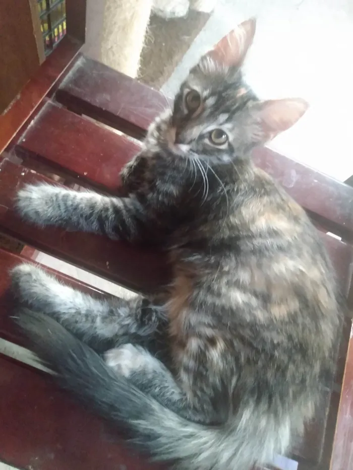 Gato ra a Srd idade 2 a 6 meses nome Pompom