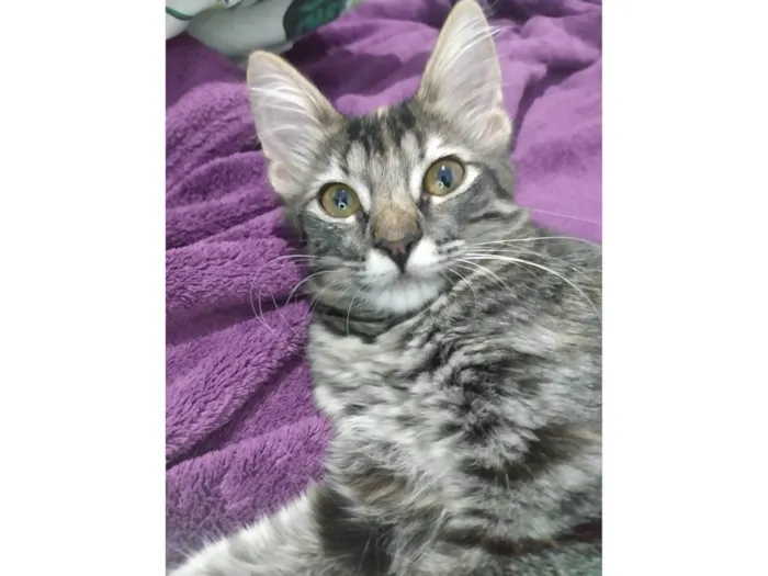 Gato ra a Srd idade 2 a 6 meses nome Pompom