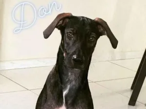Cachorro raça SRD idade 4 anos nome Don Juan