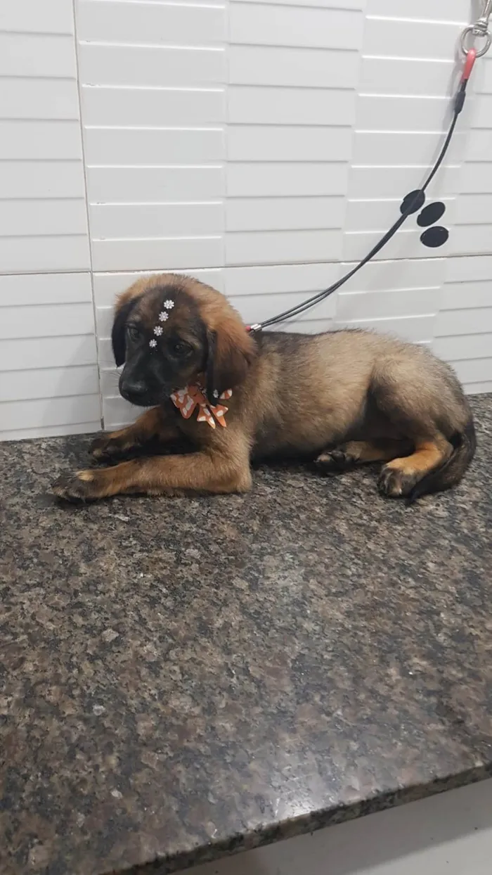 Cachorro ra a SRD-ViraLata idade 2 a 6 meses nome Lolita