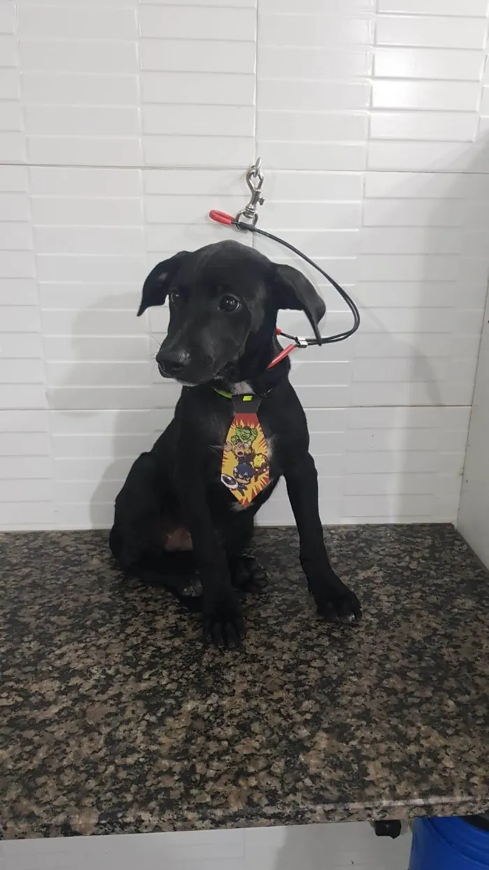 Cachorro ra a SRD-ViraLata idade 2 a 6 meses nome Jack