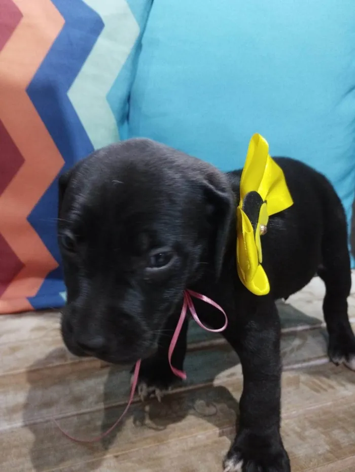 Cachorro ra a Pit-Bull idade Abaixo de 2 meses nome Filhotinhos de 30 dias