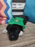 Filhotinhos de 30 dias