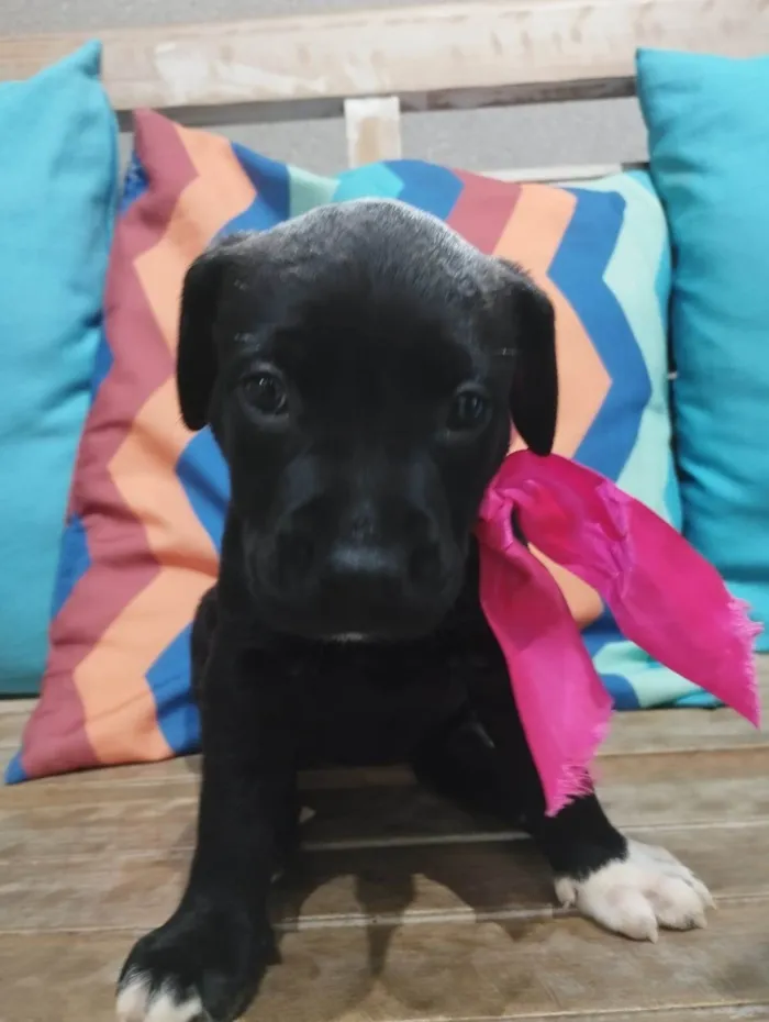 Cachorro ra a Pit-Bull idade Abaixo de 2 meses nome Filhotinhos de 30 dias
