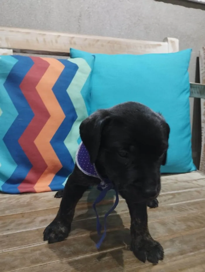 Cachorro ra a Pit-Bull idade Abaixo de 2 meses nome Filhotinhos de 30 dias
