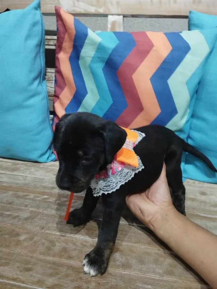 Cachorro ra a Pit-Bull idade Abaixo de 2 meses nome Filhotinhos de 30 dias