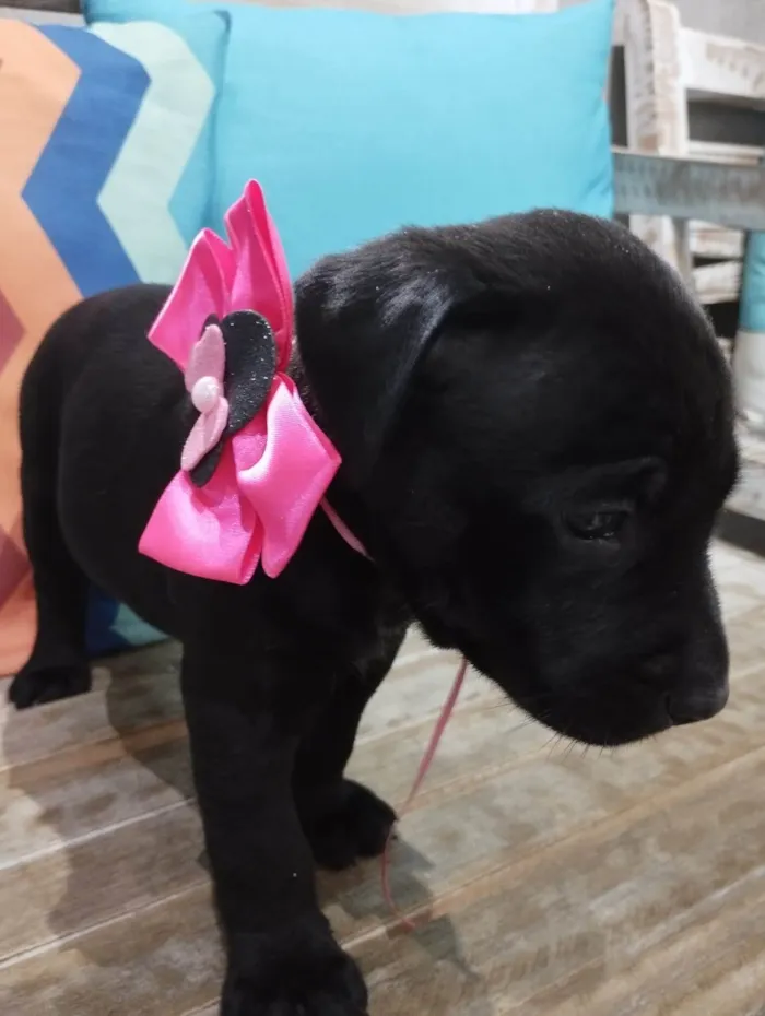 Cachorro ra a Pit-Bull idade Abaixo de 2 meses nome Filhotinhos de 30 dias