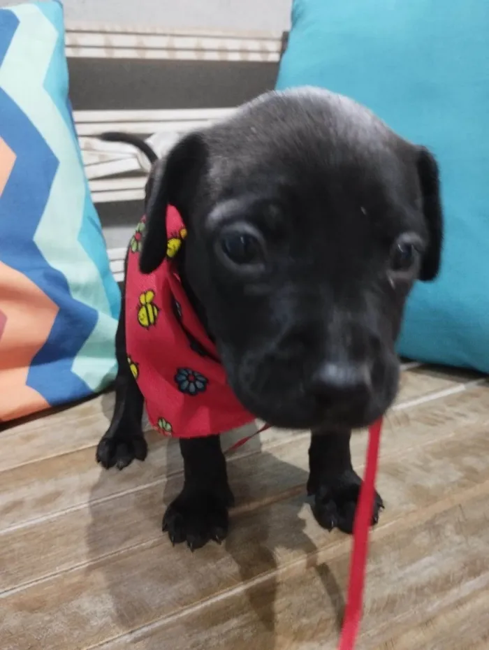 Cachorro ra a Pit-Bull idade Abaixo de 2 meses nome Filhotinhos de 30 dias