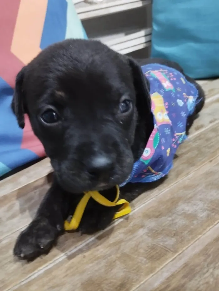 Cachorro ra a Pit-Bull idade Abaixo de 2 meses nome Filhotinhos de 30 dias