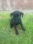 Pedro