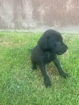 Pedro
