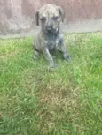 Julieta