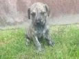 Julieta