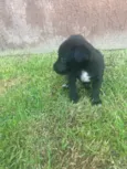 Danilo