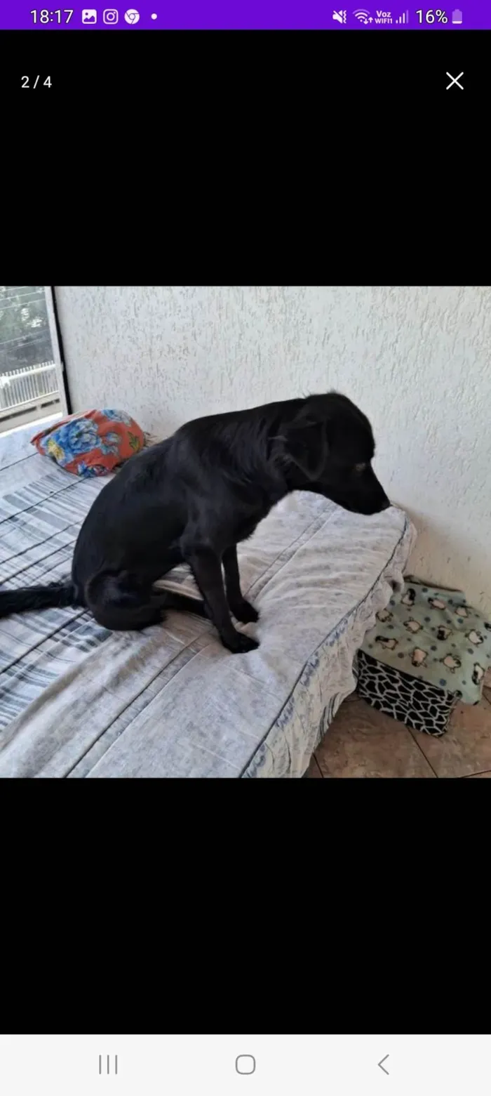 Cachorro ra a SRD-ViraLata idade 1 ano nome Suzi