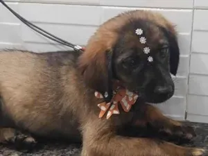 Cachorro raça SRD-ViraLata idade 2 a 6 meses nome Lolita