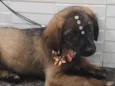 Lolita