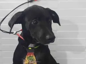 Cachorro raça SRD-ViraLata idade 2 a 6 meses nome Jack