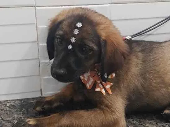 Cachorro ra a SRD-ViraLata idade 2 a 6 meses nome Lolita