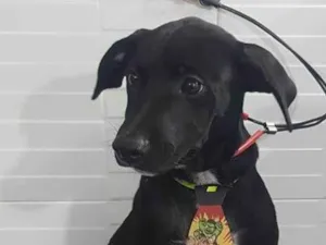 Cachorro raça SRD-ViraLata idade 2 a 6 meses nome Jack
