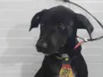 Jack