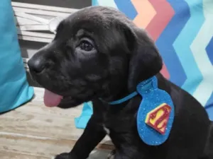 Cachorro raça Pit-Bull idade Abaixo de 2 meses nome Filhotinhos de 30 dias