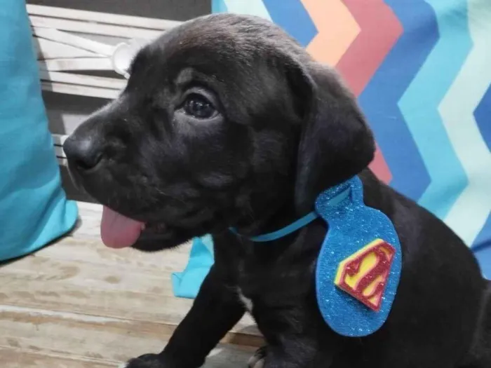 Cachorro ra a Pit-Bull idade Abaixo de 2 meses nome Filhotinhos de 30 dias