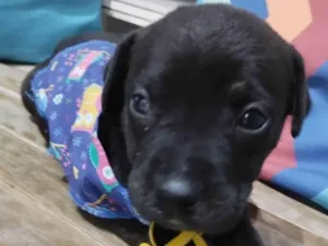 Cachorro raça Pit-Bull idade Abaixo de 2 meses nome Filhotinhos de 30 dias
